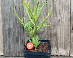 Image result for Kalanchoe laciniata