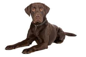 Labrador retriever puppies for sale in ct our labs can be found across the country in forty (40) states from the great southwest to historic new england, from frigid alaska to connecticut. Labrador Retriever Puppies For Sale In Connecticut Adoptapet Com