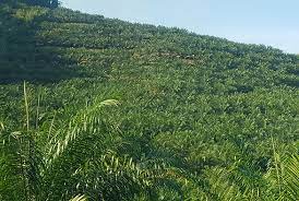 Buying and selling of land in malaysia, cheap agriculture, commercial, development, industrial, bungalow, oil palm land, resort, durian, musang king etc. Malaysialand Land For Sale Commercial Industrial Factory Residential Agriculture Land In Malaysia Kuala Lumpur Selangor Sabah Sarawak