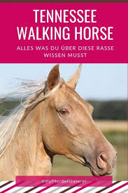 The tennessee walking horse is most common in the southern and southeastern. Tennessee Walking Horse Pferdeflusterei Dein Pferdefreundlicher Shop Blog