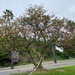 Image result for Priva flabelliformis