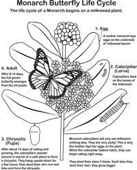 This makes monarchs poisonous to most of the things that want to eat them, like birds. Monarch Kids Corner Loudoun Wildlife Conservancy