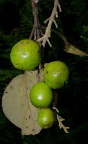 Image result for Gmelina