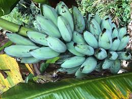So where can you get blue java bananas? Planet Arizona Blue Bananas Exist And They Taste Like Vanilla Ice Cream