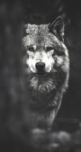 Wolf wallpapers hd for desktop, mobile, iphone and tablets. Iphone Wolf Wallpaper Tumblr