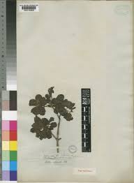 Image result for Nesogenaceae