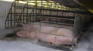 Pig Welfare Compassion In World Farming
