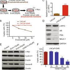 Despite this, pancreatic cancer is among the deadliest types of cancer, which is why it's extremely important to know and recogni. Pdf Pharmacological And Genetic Targeting Of 5 Lipoxygenase Interrupts C Myc Oncogenic Signaling And Kills Enzalutamide Resistant Prostate Cancer Cells Via Apoptosis