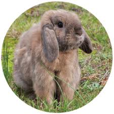 There's a $125 service charge each way and an additional $125 service charge for each stopover of more than four hours within the u.s. Why Keeping A Rabbit And Guinea Pig Together Is Not A Good Idea Goddard Veterinary Group