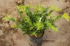 Image result for Polycarpaea prostratum