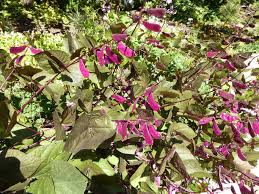 Image result for Lablab purpureus