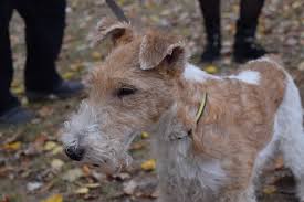 Skye terriers puppies for sale, we have three male and four female pups available. Wire Fox Terrier Information Dog Breed Facts Dogell Com