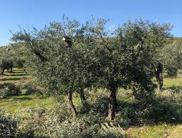 La Taille De Fructification De L Olivier Lancelier En Provence