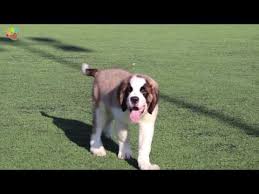 Saint Bernard Cinsi Guzel Yavrumuz Sam Youtube