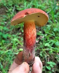 Image result for Boletus speciosus