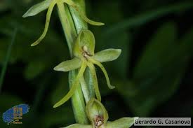 Image result for Habenaria silvatica