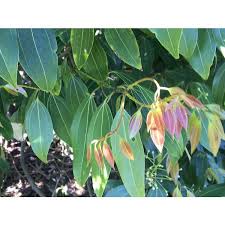 Image result for Cycnium jamesii