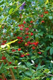 Image result for Ochna atropurpurea