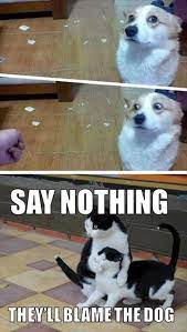 30 Cat Vs Dog Memes To Prove Whos The Boss Catmemes Dogmemes 30 Funny Cat Vs Dog Memes To Prove Whos The Boss Catmeme Funny Dog Faces Dog Memes Cat Memes