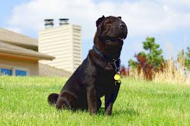 miniature shar pei wikipedia