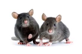 Pest control cost for bed bugs. 5 Pests That Affect Your Health Bug House Pest Control