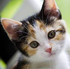 Cute Female Cat Names Calico Aulad Org