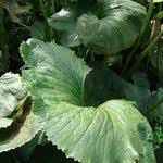 Image result for Gunnera perpensa
