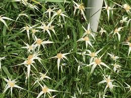 Image result for Meiosperma bracteatum