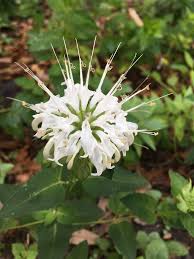 Image result for Monadenium hirsutum