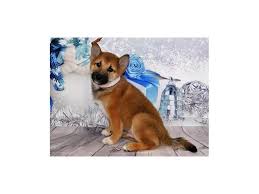 Share it or review it. Shiba Inu Dog Male Red Sesame 2925496 Petland Hoffman Estates