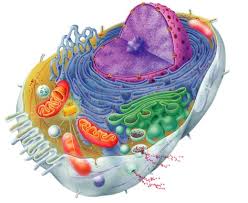 Using recycled materials is one way to turn trash in to a great project while encouraging students to. Animal Cell On Flowvella Wisconsingirlgema