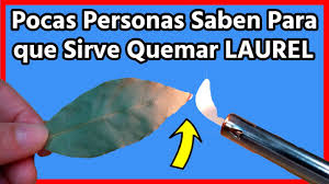 Por este motivo, las hojas de laurel enteras o trituradas generalmente se quitan antes de servir el plato en el que se encuentran. Laurel En Hojas Propiedades 7 Beneficios Para Que Sirve