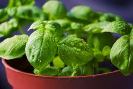 Basil makes a great substitute for a variety of other herbs. The Best Thai Basil Substitute