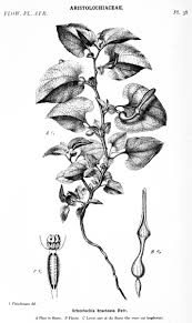 Image result for Coleotrype laurentii