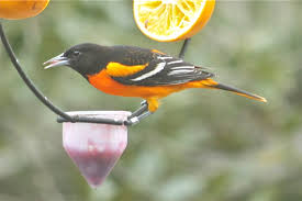 Suet feeder turned grape feeder for orioles. S C Baltimore Oriole Winter Survey And Great Backyard Bird Count Set Feb 12 15