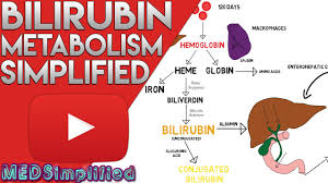 bilirubin metabolism simplified