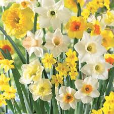 Fragrant Jonquil Daffodil Mix Bulb Flowers Daffodil Bulbs Daffodil Flower
