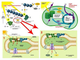 Photosynthesis Photosynthesis Photosynthesis And Cellular Respiration Biology Plants