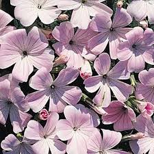 Image result for Agrostemma