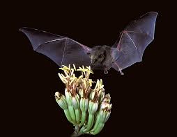 Perched on me like his home. Bats In The Desert Desertusa