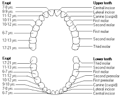 teeth age chart need to know for the parents tooth chart