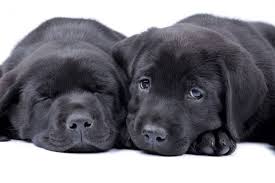 Finn de beste gratis arkivbildene om lab puppies for adoption in ct. Do Black Labs Make The Best Hunters K9 Web