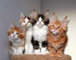 Maybe you would like to learn more about one of these? Maine Coon Kittens For Sale In Ticaregisteredbreeders