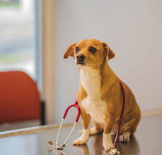 (news10) — nurses at albany medical center have voted on their first union contract after three years of bitter negotiations with the region's largest hospital and healthcare. Veterinarian In Union City San Jose Vet Near You Uni Pet Clinic
