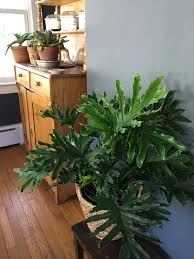 Philodendron Hope Indoor Plants Plants House Plants