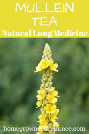 Mullein Tea Is The Best Natural Lung Medicine Homegrown Self Reliance Mullein Tea Medicinal Weeds Healing Herbs