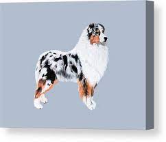 Wayfair.de has been visited by 100k+ users in the past month Blue Merle Australian Shepherd Canvas Print Canvas Art By Nicole Carothers