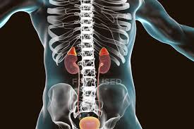 Print the lesson in the internal organs of the human body. Kidneys And Adrenal Glands Highlighted Inside Human Body Digital Illustration 3d Artwork Stock Photo 256041618