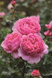 Bông hoa hồng sai hoa bậc nhất trong bộ sưu tập hoa hồng của. Rose Princess Alexandra Of Kent Strauchrose Weinsberger