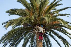 Check out our palm trimming cost guide for more price information. Palm Tree Pruning Sydney